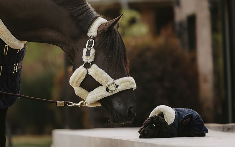 Pferd mit Kentucky Transporthalfter schnuppert an einem Hund mit Kentucky Hundemantel