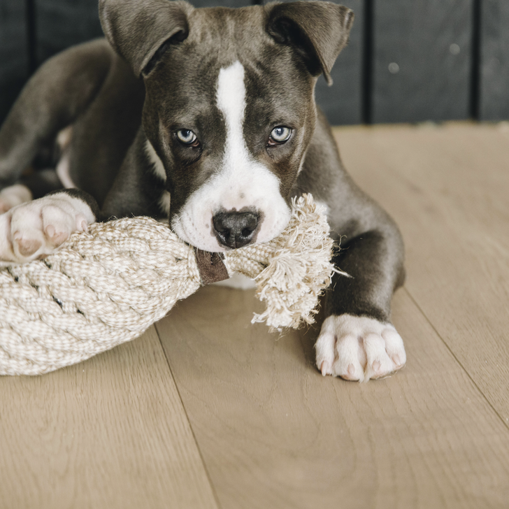 Hundespielzeug cotton Rope pineapple