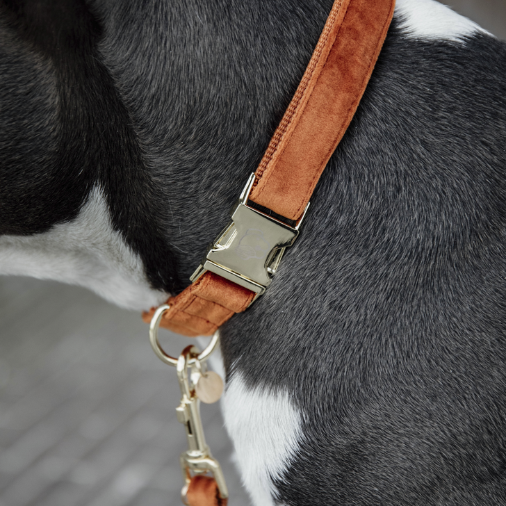 Hundehalsband Velvet