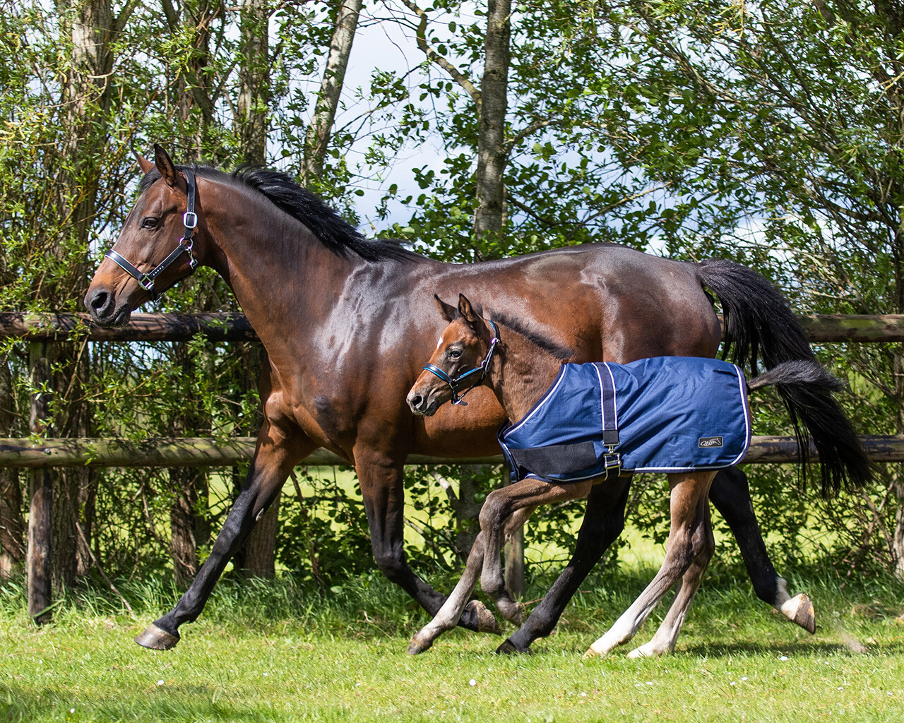 Outdoordecke Fohlen Turnout 100gr