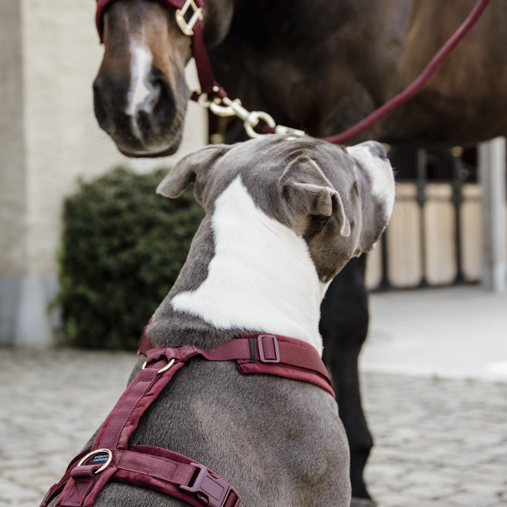 Hundegeschirr Aktiv Velvet