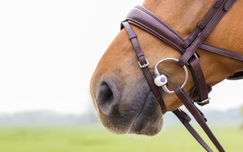 Pferd mit Trust Gebiss