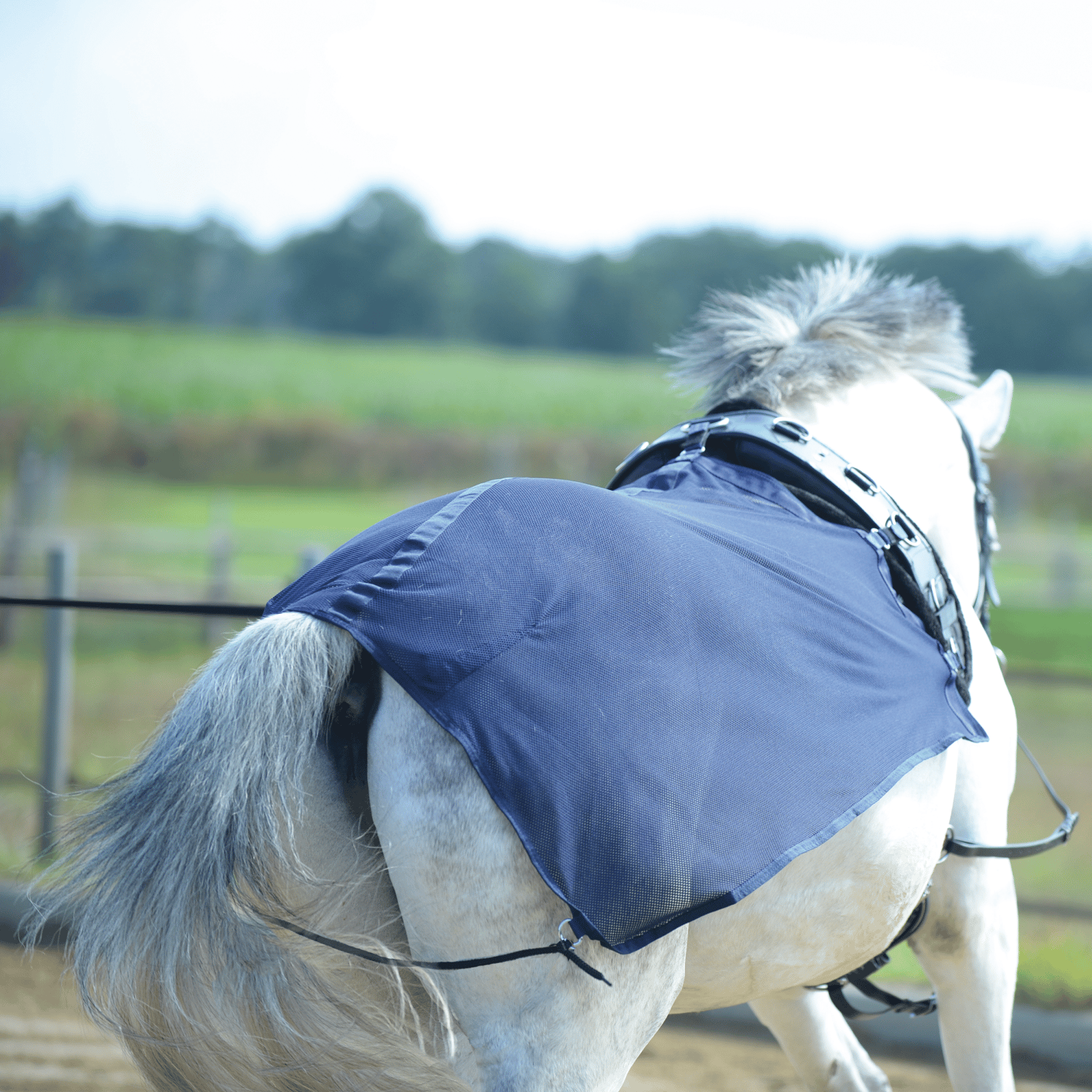 BUSSE Longierdecke FLY