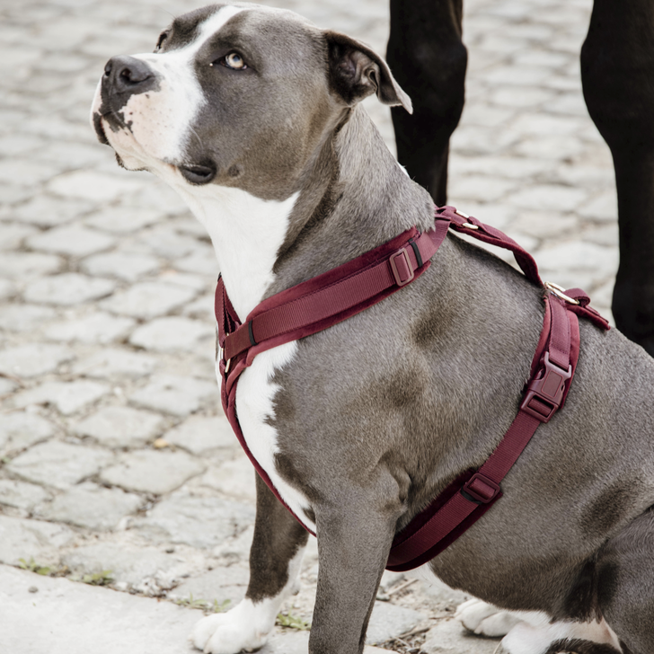 Hundegeschirr Aktiv Velvet