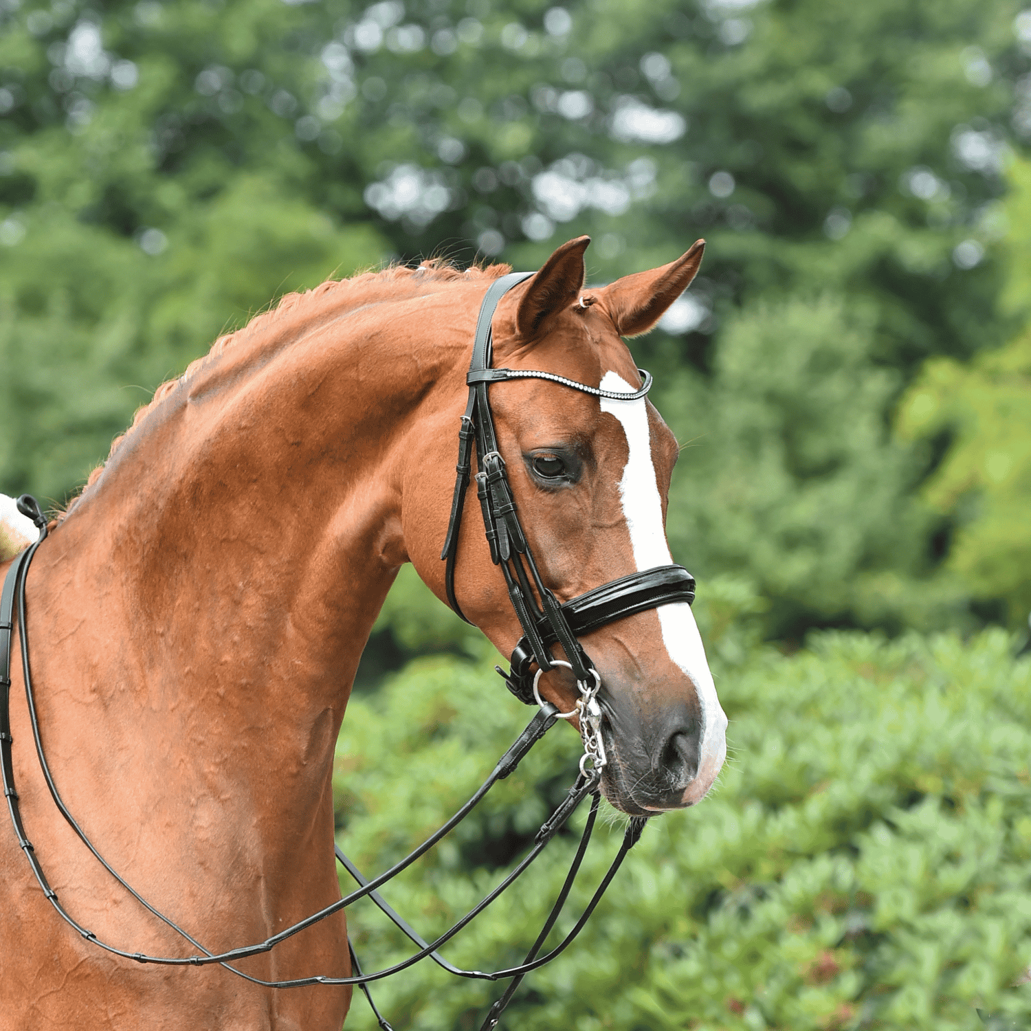 BUSSE Kandare MAILAND