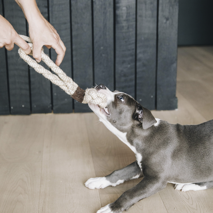 Hundespielzeug cotton Rope 8 Loop