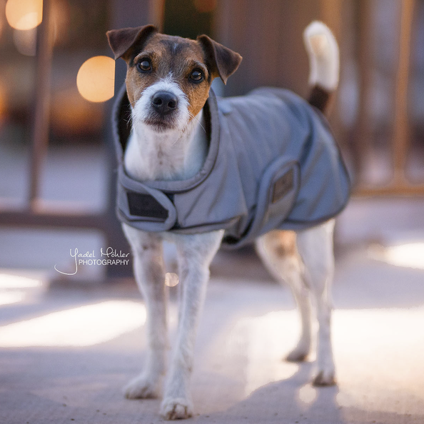 Hundemantel reflektierend & wasserabweisend in silber