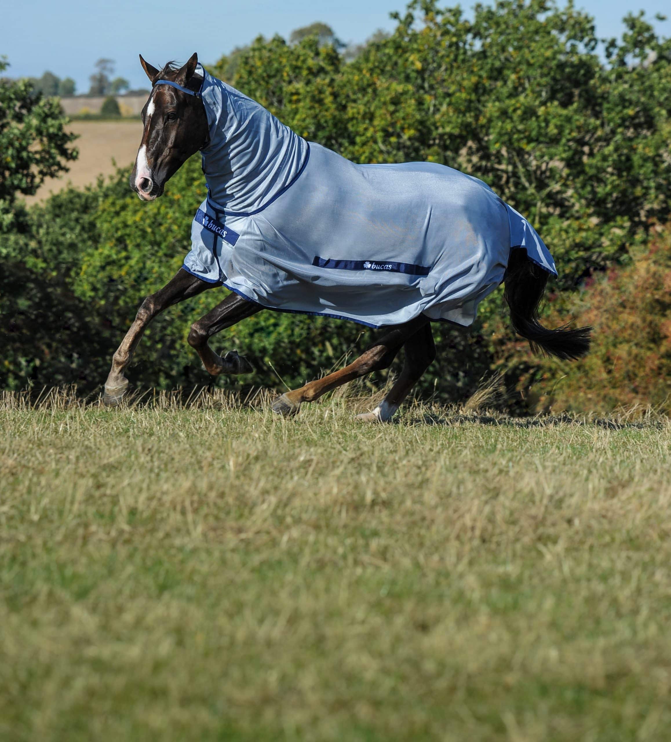 Fliegendecke Buzz-Off & Neck in Blue