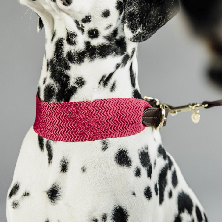 Hundehalsband Jacquard