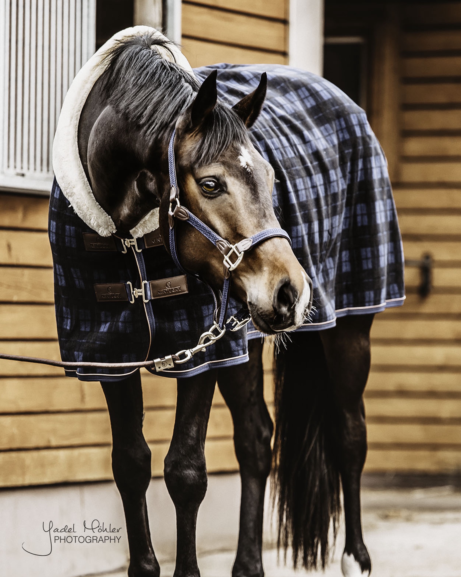 Abschwitzdecke Fleece Show Heavy