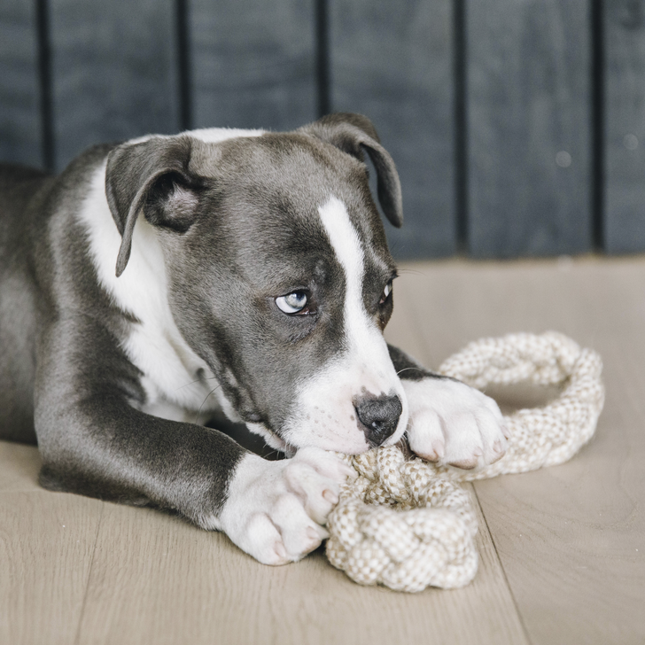 Hundespielzeug cotton Rope 8 Loop