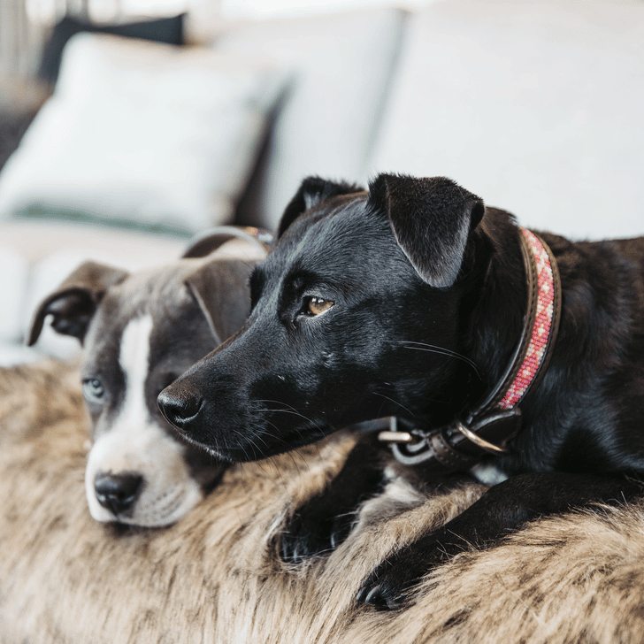 Hundehalsband Handgemacht Pearls