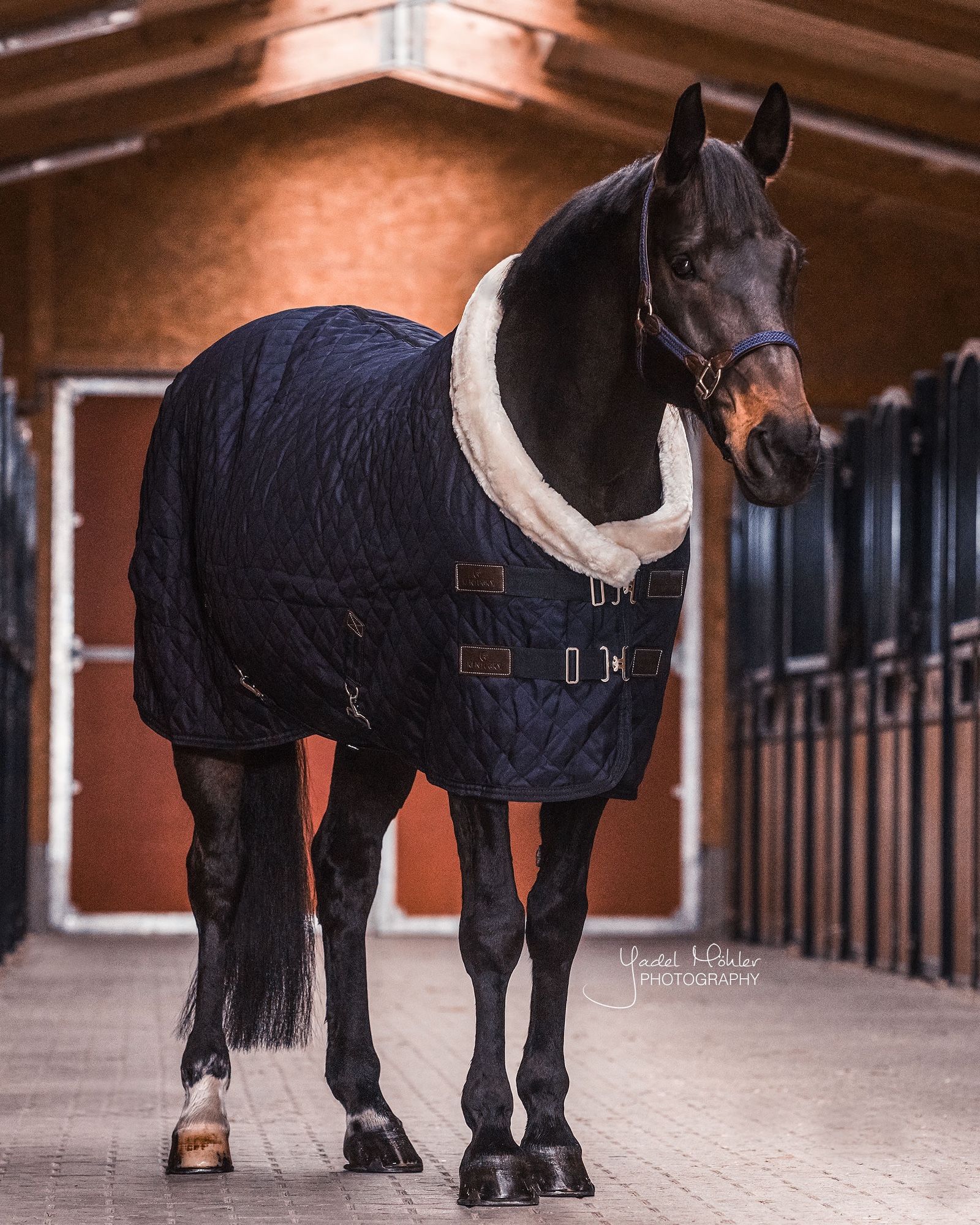 Turnierdecke Show Rug 160g