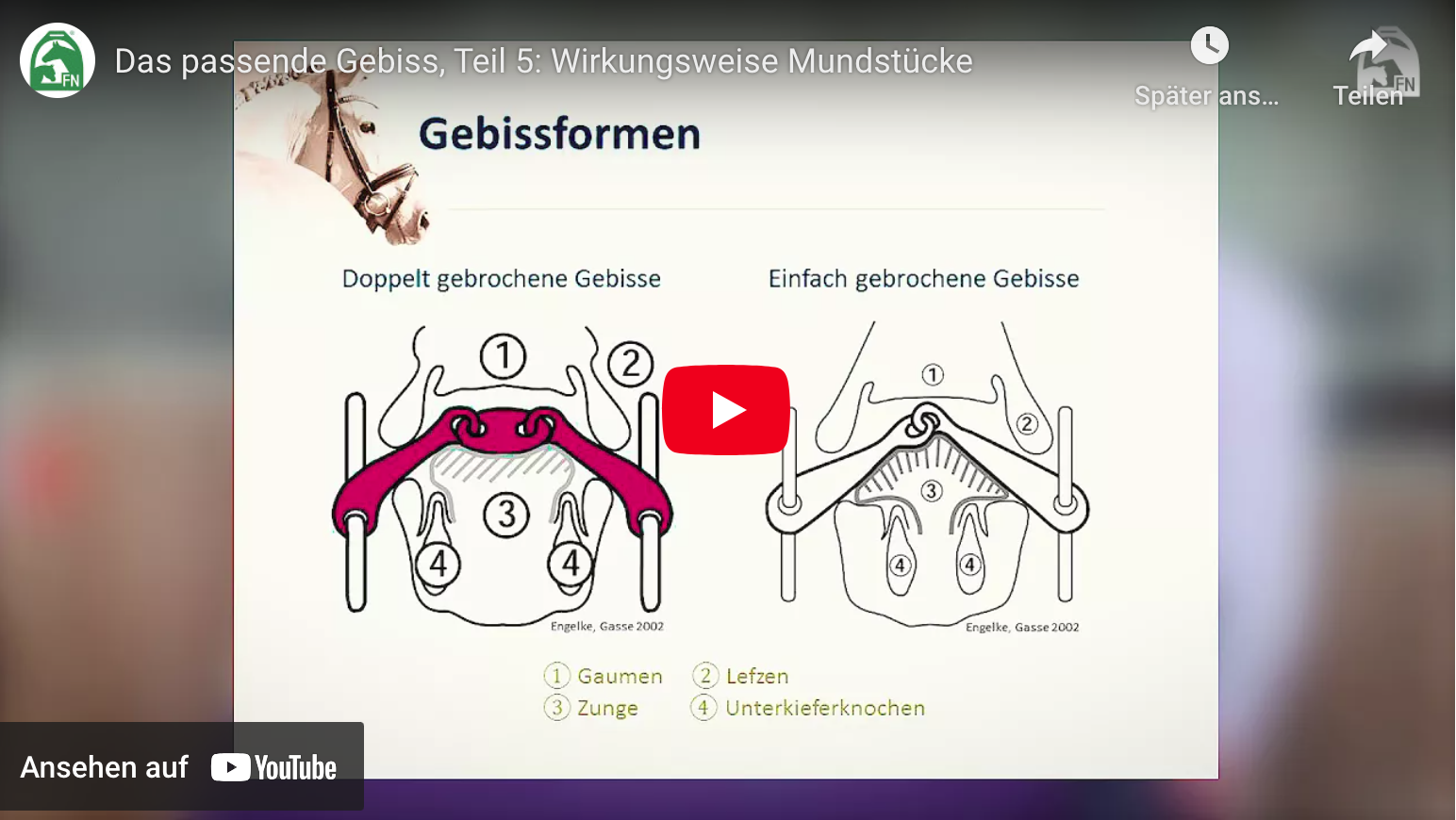 Vorschaubild vom Gebissformen Video von Sprenger