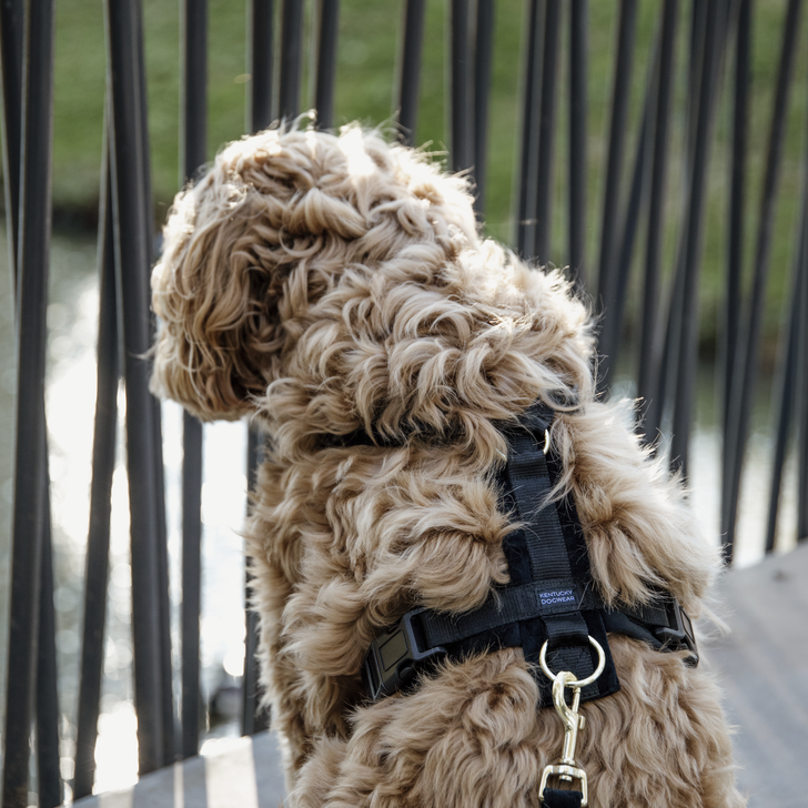 Hundegeschirr Aktiv Velvet