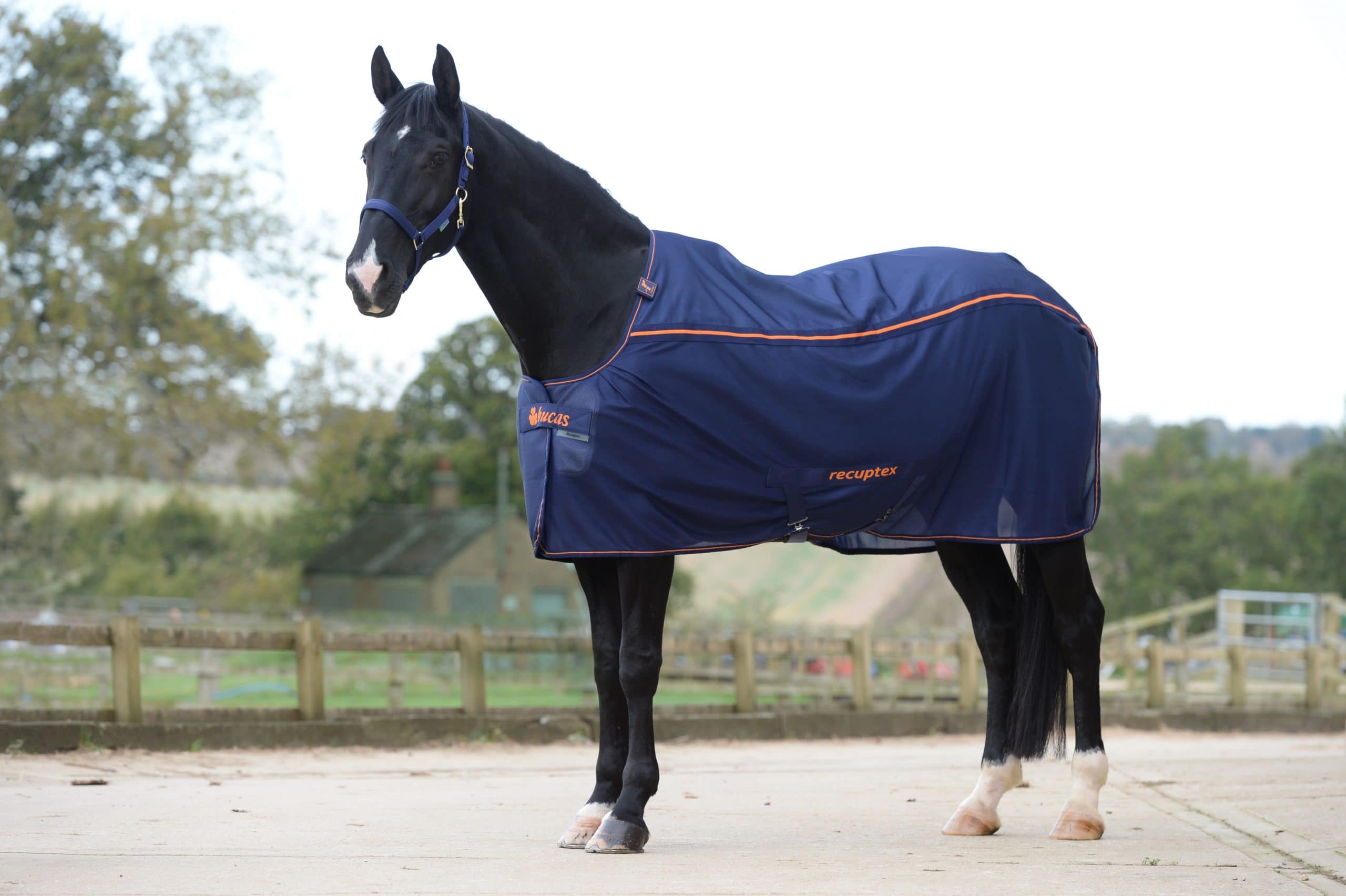 Stalldecke Therapie Turnout Light in Navy/Orange