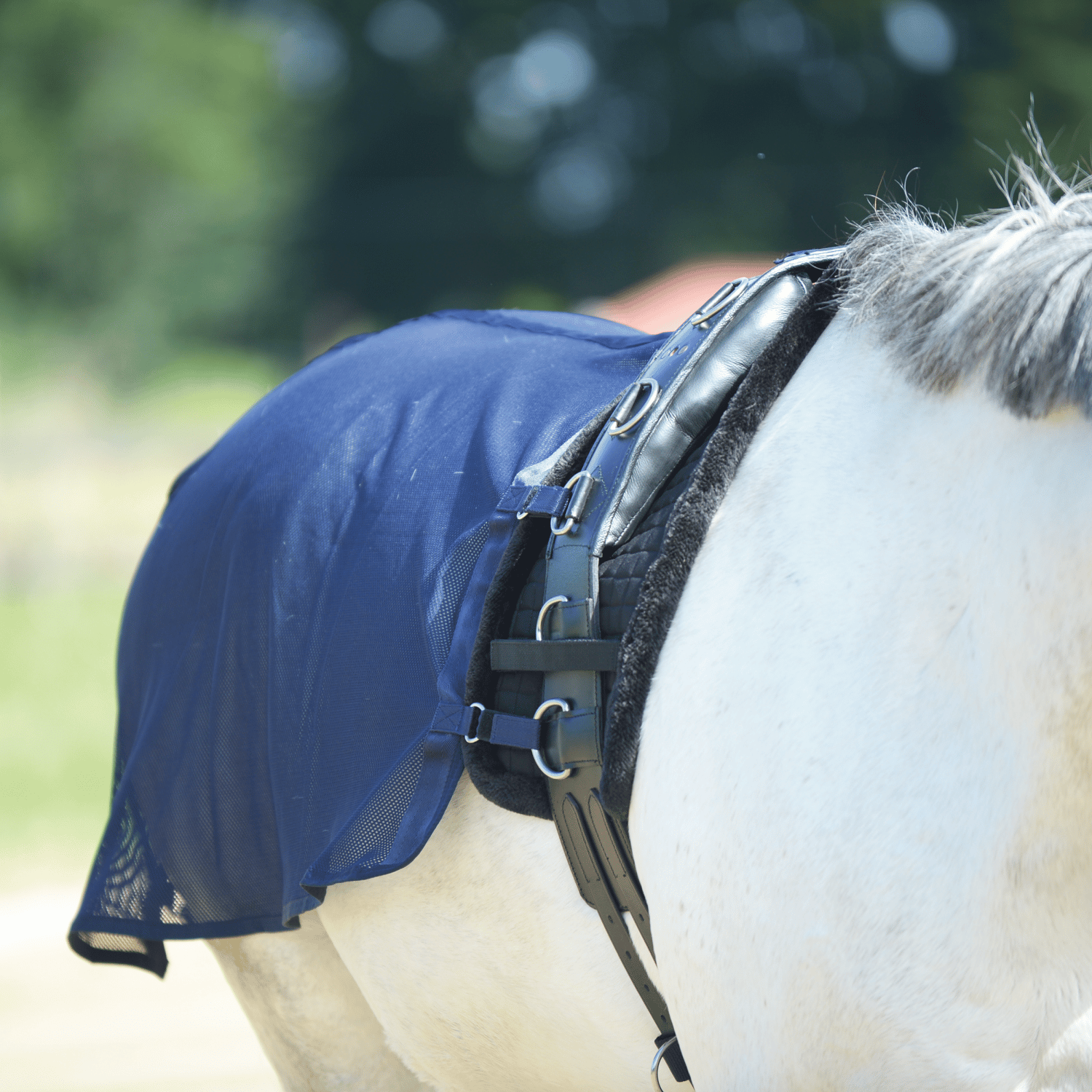 BUSSE Longierdecke FLY