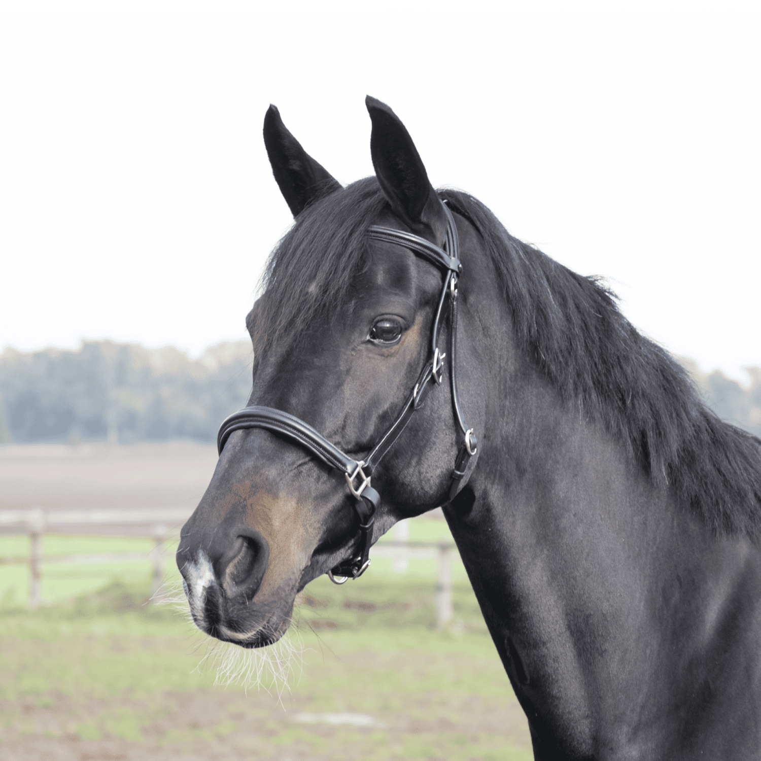 BUSSE Wanderreittrense SOLIBEL