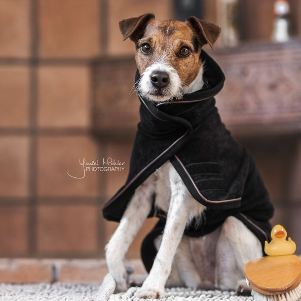 Hundemantel Towel in schwarz