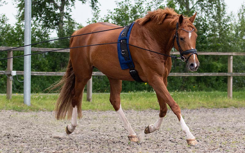 Pferd mit Doppellonge