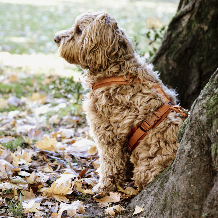 Hundegeschirr Aktiv Velvet