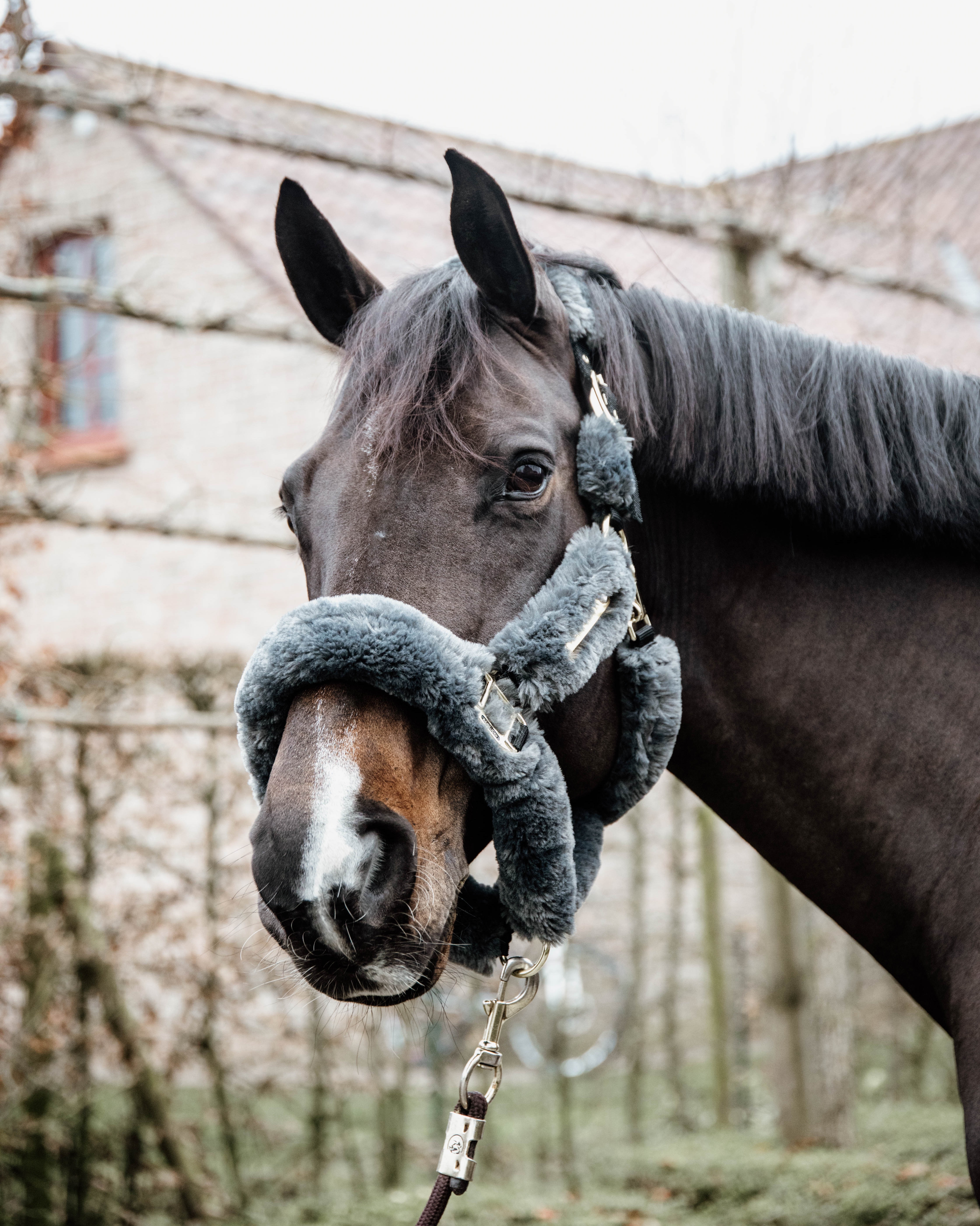 Halfter Lammfell Transport