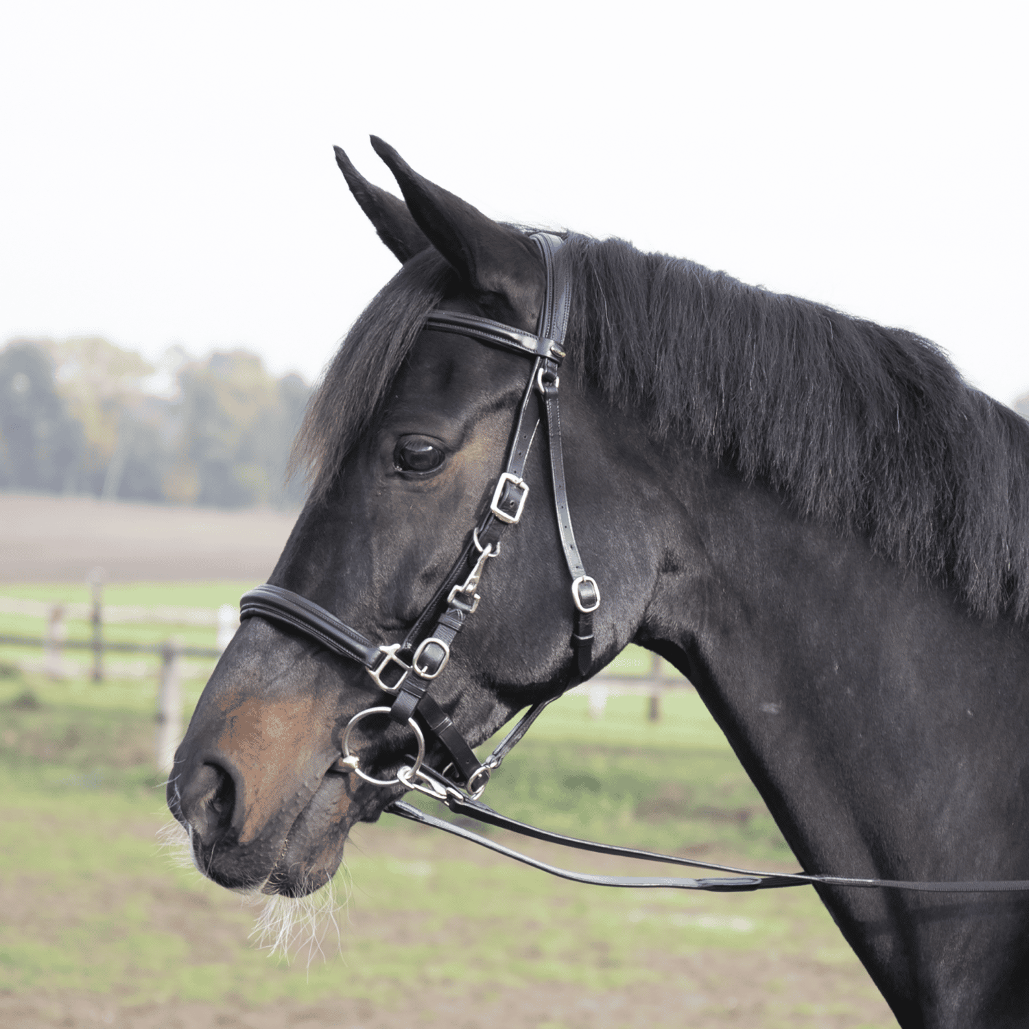 BUSSE Wanderreittrense SOLIBEL