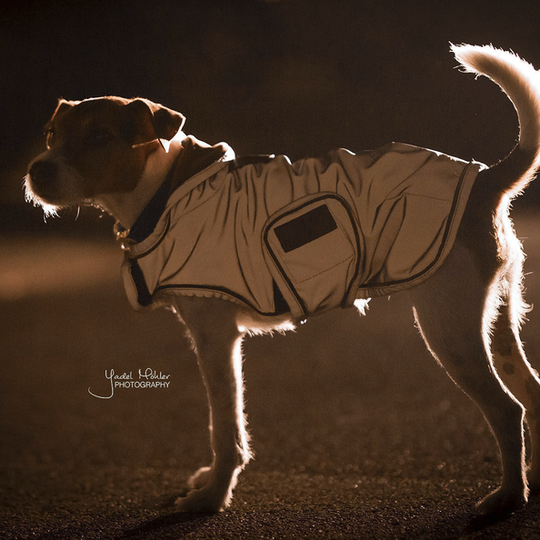 Hundemantel reflektierend & wasserabweisend in silber