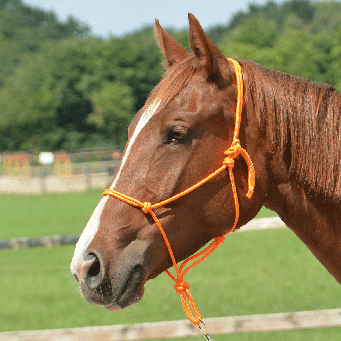 orange