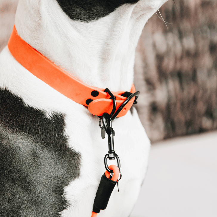 Hundehalsband Soft Rubber