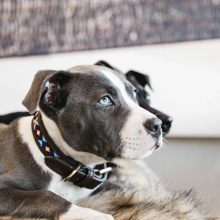 Hundehalsband Handgemacht Pearls