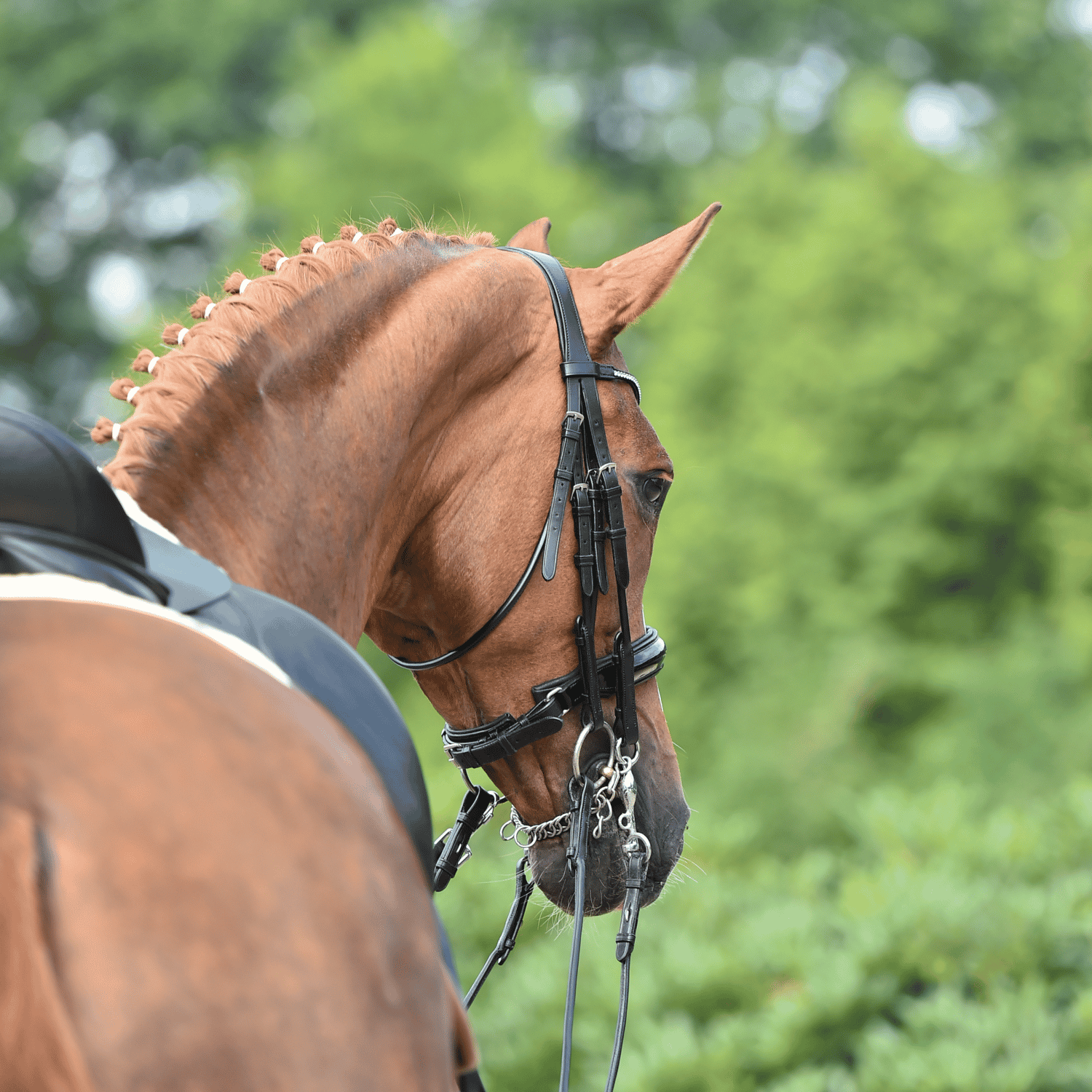 BUSSE Kandare MAILAND